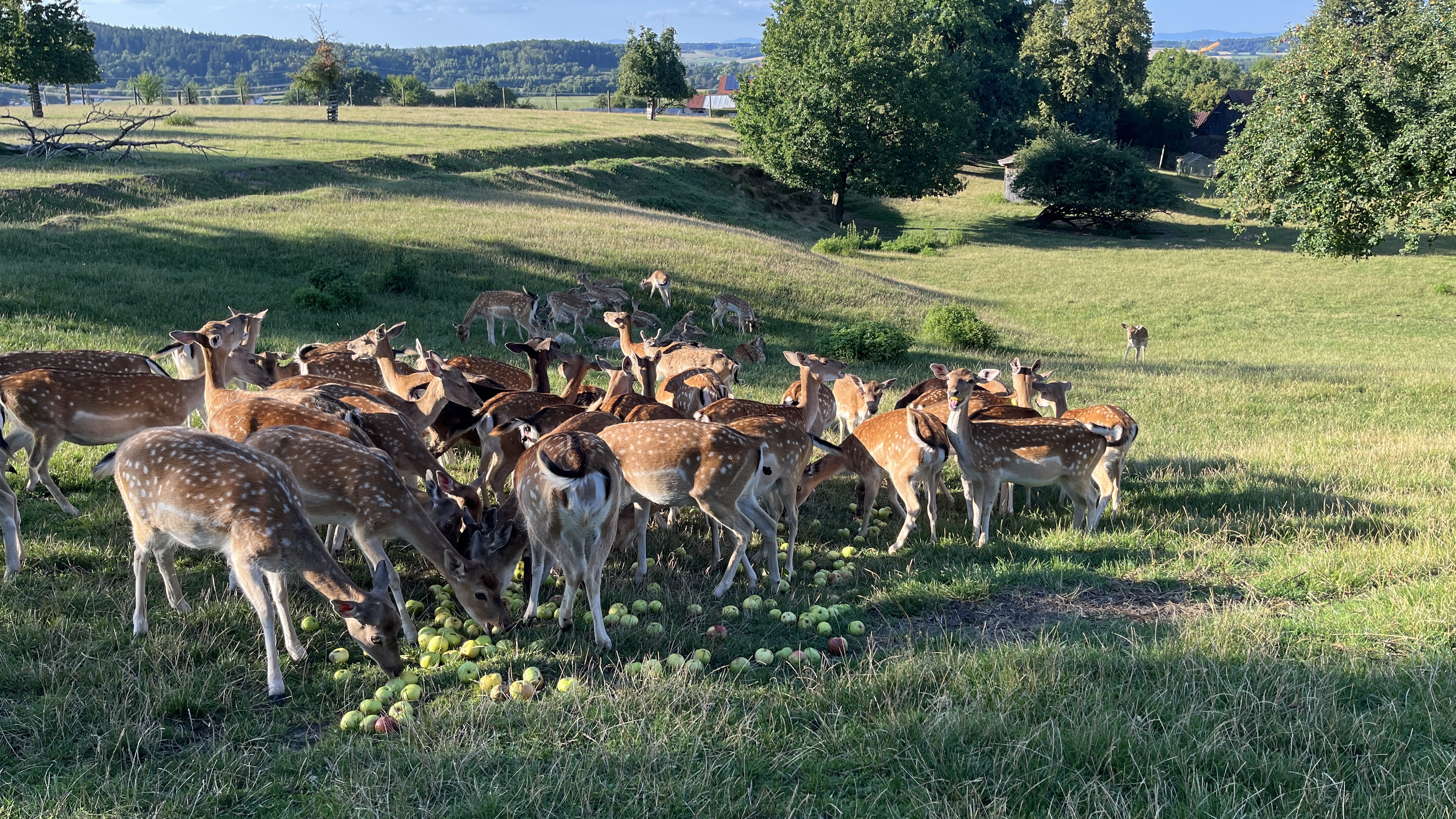Brennerberg Hirschgehege